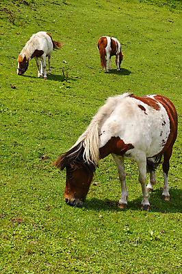 포토 JPG 주간 세마리 초원 사람없음 야외 일본 가축 목장 축산업 조랑말 야마나시 국내포토 자연요소 동물 산업 아시아 3 말_동물 파일형식