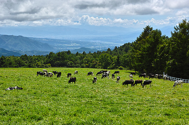 포토 JPG 주간 나무 구름 여러마리 하늘 산 풍경 초원 사람없음 야외 일본 가축 목장 축산업 젖소 야마나시 국내포토 자연요소 식물 동물 산업 아시아 다수 소 파일형식
