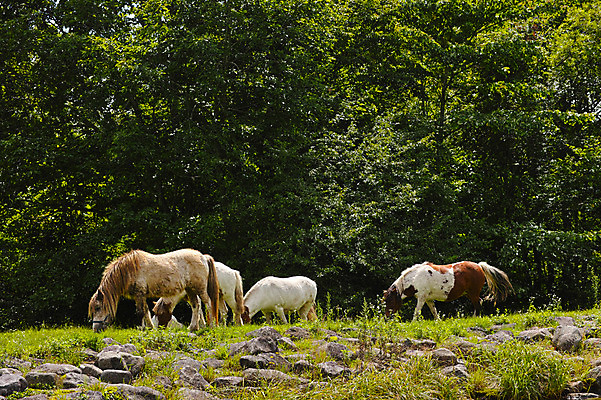 포토 JPG 주간 나무 여러마리 사람없음 야외 일본 가축 목장 축산업 조랑말 야마나시 국내포토 자연요소 식물 동물 산업 아시아 다수 말_동물 파일형식