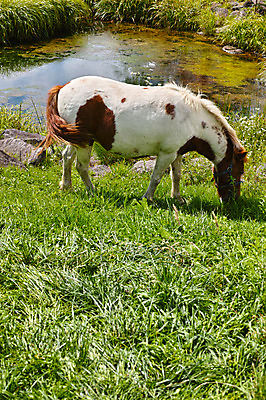 포토 JPG 주간 한마리 초원 사람없음 야외 일본 가축 목장 축산업 웅덩이 조랑말 야마나시 국내포토 자연요소 동물 1 산업 아시아 말_동물 파일형식