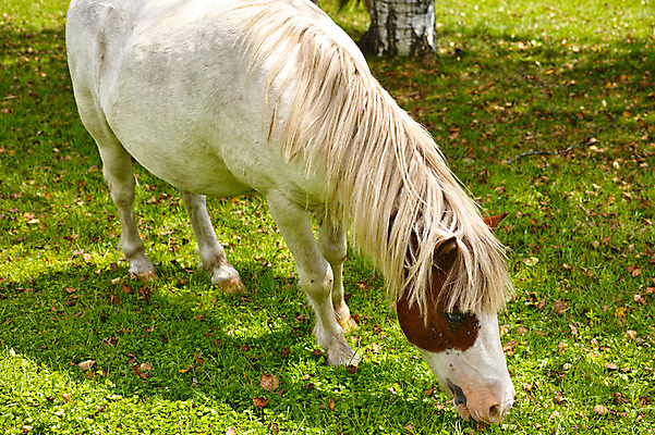 포토 JPG 주간 한마리 사람없음 야외 일본 가축 목장 축산업 조랑말 야마나시 국내포토 자연요소 동물 1 산업 아시아 말_동물 파일형식
