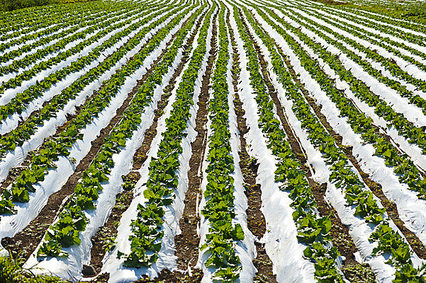 포토 JPG 주간 백그라운드 밭 자연 사람없음 야외 농작물 농경지 농사 일본 야마나시 국내포토 자연요소 아시아 농업 농장 생태계 파일형식