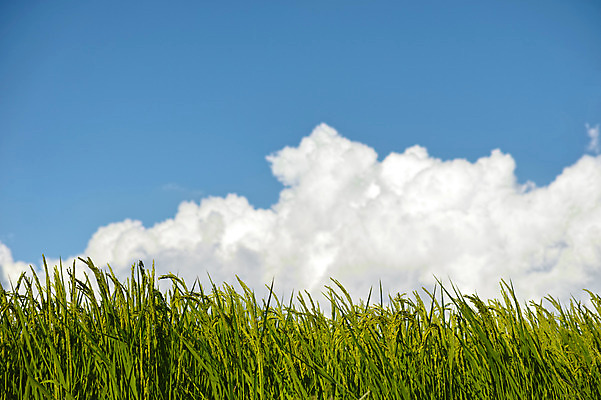 포토 JPG 주간 구름 자연 하늘 논 풍경 사람없음 야외 농경지 일본 맑음 벼 이삭 야마나시 국내포토 자연요소 아시아 농업 날씨 곡류 농장 생태계 파일형식