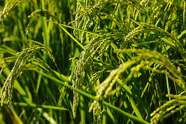 포토 JPG 주간 자연 논 사람없음 야외 아웃포커스 농작물 농경지 일본 벼 이삭 야마나시 국내포토 자연요소 아시아 농업 곡류 촬영기법 농장 생태계 파일형식