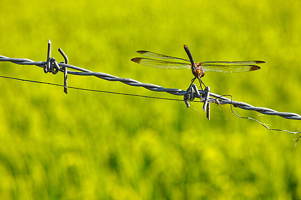 포토 JPG 주간 한마리 자연 사람없음 야외 아웃포커스 일본 잠자리 철사 가시철사 야마나시 국내포토 자연요소 1 아시아 곤충 촬영기법 생태계 파일형식