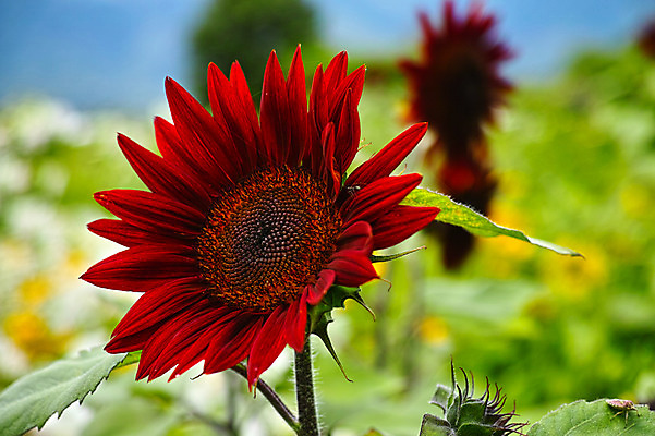 포토 JPG 주간 자연 해바라기 사람없음 야외 아웃포커스 빨간색 국내포토 자연요소 꽃 컬러 촬영기법 생태계 파일형식