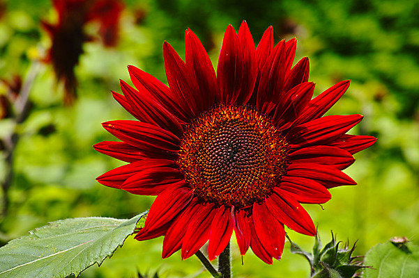 포토 JPG 주간 한송이 자연 해바라기 근접촬영 사람없음 야외 아웃포커스 빨간색 국내포토 자연요소 1 꽃 뷰포인트 컬러 촬영기법 생태계 송이 파일형식