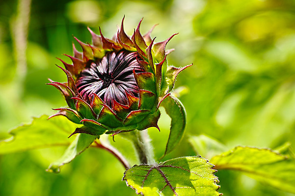 포토 JPG 주간 잎 한송이 자연 해바라기 사람없음 야외 아웃포커스 국내포토 자연요소 식물 1 꽃 촬영기법 생태계 송이 파일형식