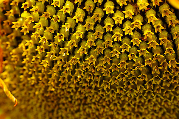 포토 JPG 주간 백그라운드 자연 해바라기 근접촬영 사람없음 야외 아웃포커스 꽃술_꽃 국내포토 자연요소 꽃 뷰포인트 촬영기법 생태계 파일형식