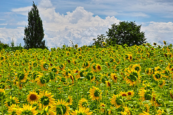 포토 JPG 주간 나무 구름 꽃밭 자연 하늘 해바라기 풍경 사람없음 야외 일본 야마나시 국내포토 자연요소 식물 꽃 아시아 생태계 파일형식