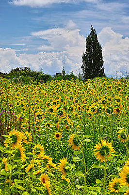 포토 JPG 주간 나무 구름 꽃밭 자연 하늘 해바라기 풍경 사람없음 야외 일본 야마나시 국내포토 자연요소 식물 꽃 아시아 생태계 파일형식