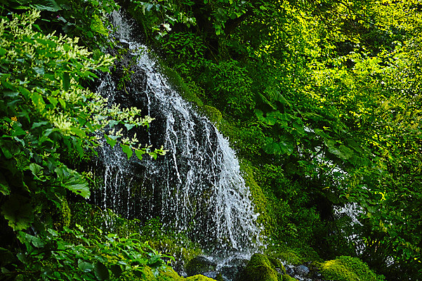 포토 JPG 주간 나무 자연 풍경 사람없음 야외 계곡 일본 폭포 흐름 숲 야마나시 국내포토 자연요소 식물 아시아 컨셉 생태계 파일형식