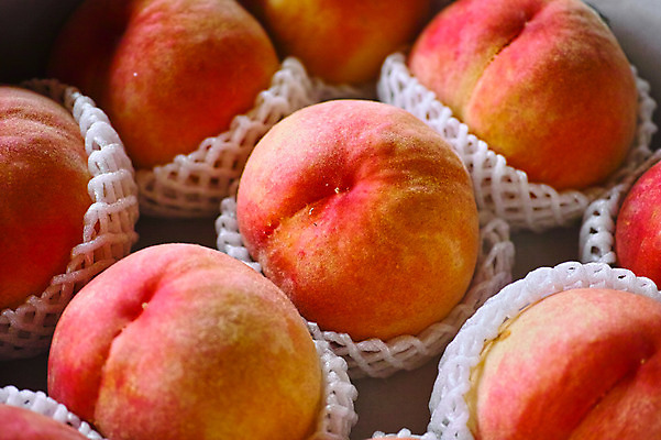 포토 JPG 과일 포장 자연 근접촬영 사람없음 아웃포커스 농작물 복숭아 제철 제철과일 국내포토 뷰포인트 농업 촬영기법 생태계 파일형식