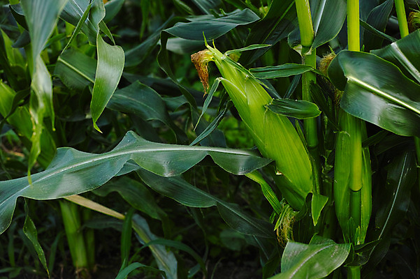 포토 JPG 주간 잎 자연 옥수수 사람없음 야외 농작물 일본 야마나시 국내포토 자연요소 식물 아시아 농업 곡류 생태계 파일형식