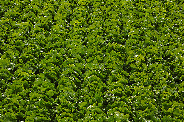 포토 JPG 주간 백그라운드 자연 사람없음 야외 초록색 농작물 농경지 일본 배추 배추밭 야마나시 국내포토 자연요소 아시아 컬러 밭 농업 채소 농장 생태계 파일형식