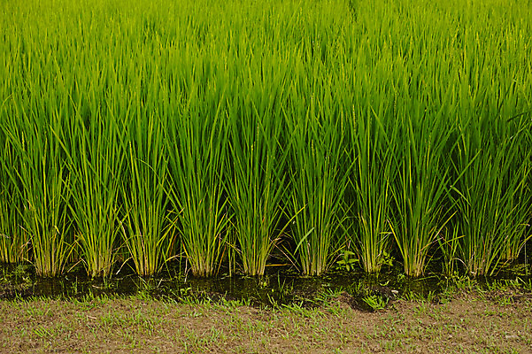 포토 JPG 주간 자연 논 사람없음 야외 초록색 농경지 일본 벼 수로 야마나시 국내포토 자연요소 아시아 컬러 농업 곡류 농장 생태계 파일형식