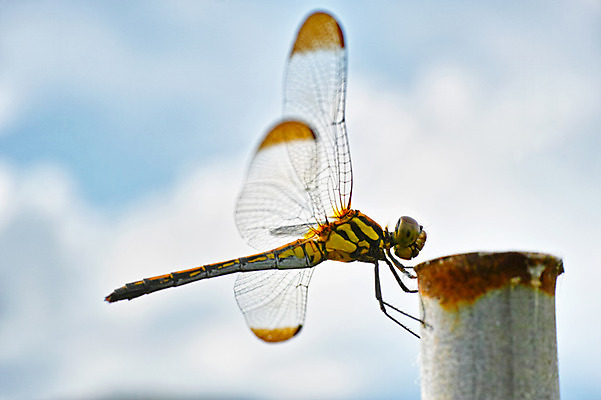 포토 JPG 주간 구름 한마리 자연 하늘 근접촬영 사람없음 야외 아웃포커스 일본 잠자리 쇠기둥 야마나시 국내포토 자연요소 1 아시아 뷰포인트 곤충 촬영기법 생태계 파일형식