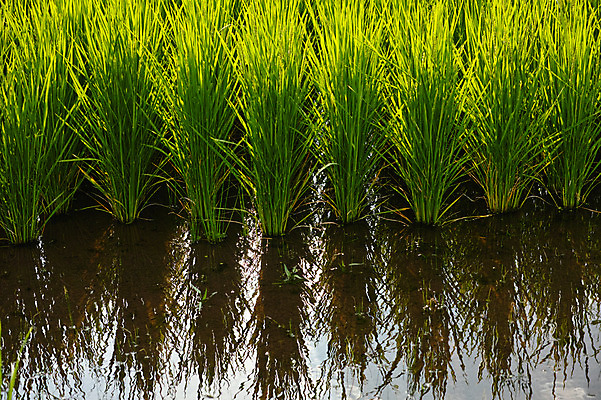 포토 JPG 주간 자연 논 물그림자 사람없음 야외 농경지 일본 벼 수로 야마나시 국내포토 자연요소 아시아 농업 곡류 그림자 농장 생태계 파일형식