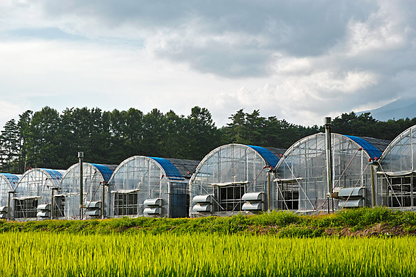 포토 JPG 주간 나무 구름 하늘 논 풍경 사람없음 야외 농경지 일본 벼 농촌 비닐하우스 야마나시 국내포토 자연요소 식물 아시아 농업 곡류 농장 시골 파일형식