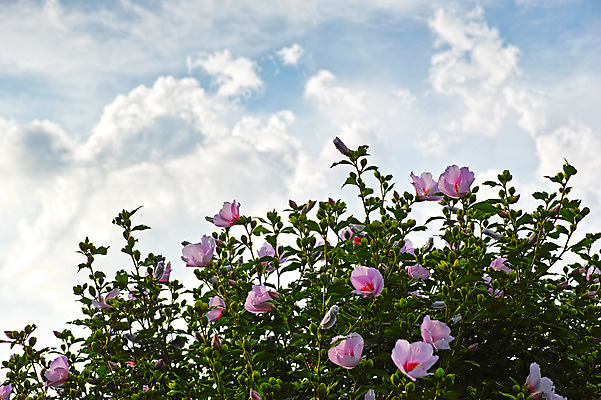 포토 JPG 주간 구름 자연 하늘 풍경 사람없음 야외 일본 무궁화 광복절 야마나시 국내포토 자연요소 꽃 아시아 공휴일 국경일 생태계 파일형식