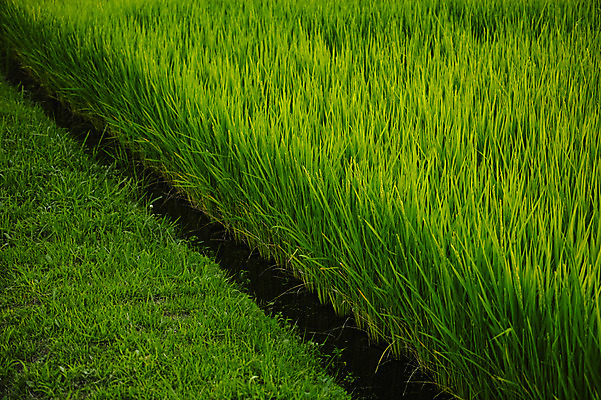 포토 JPG 주간 백그라운드 자연 논 사람없음 야외 초록색 농경지 일본 벼 수로 야마나시 국내포토 자연요소 아시아 컬러 농업 곡류 농장 생태계 파일형식