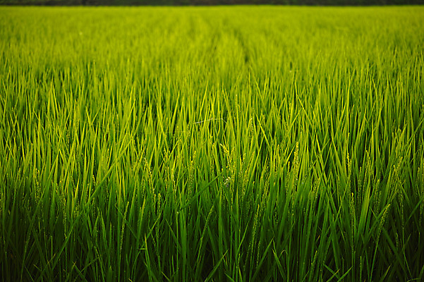 포토 JPG 주간 백그라운드 자연 논 사람없음 야외 아웃포커스 초록색 농경지 일본 벼 야마나시 국내포토 자연요소 아시아 컬러 농업 곡류 촬영기법 농장 생태계 파일형식