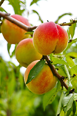 포토 JPG 주간 열매 과일 자연 나뭇잎 사람없음 야외 아웃포커스 과수원 복숭아 복사나무 제철 제철과일 국내포토 자연요소 나무 식물 잎 농업 촬영기법 생태계 파일형식