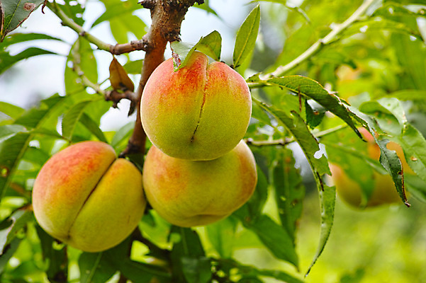 포토 JPG 주간 열매 과일 자연 나뭇잎 사람없음 야외 아웃포커스 과수원 복숭아 복사나무 제철 제철과일 국내포토 자연요소 나무 식물 잎 농업 촬영기법 생태계 파일형식
