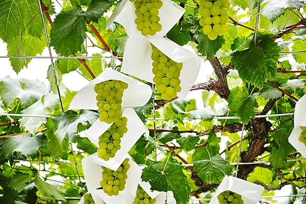 포토 JPG 주간 열매 과일 포장 자연 포도 나뭇잎 사람없음 야외 농작물 과수원 과일나무 청포도 포도나무 제철 제철과일 국내포토 자연요소 나무 식물 잎 농업 생태계 파일형식