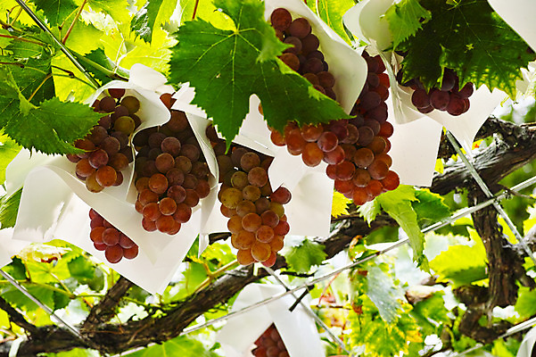 포토 JPG 주간 열매 과일 포장 자연 포도 나뭇잎 사람없음 야외 농작물 과수원 과일나무 포도나무 제철 제철과일 국내포토 자연요소 나무 식물 잎 농업 생태계 파일형식