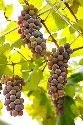 포토 JPG 주간 열매 과일 자연 포도 나뭇잎 사람없음 야외 아웃포커스 과수원 과일나무 포도나무 제철 제철과일 국내포토 자연요소 나무 식물 잎 농업 촬영기법 생태계 파일형식