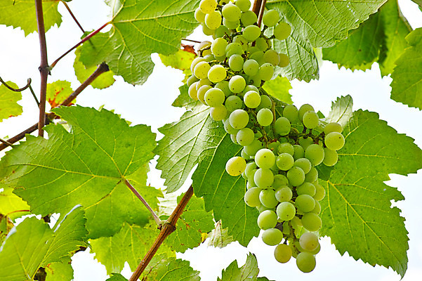 포토 JPG 주간 열매 과일 자연 포도 나뭇잎 사람없음 야외 과수원 과일나무 청포도 포도나무 제철 제철과일 국내포토 자연요소 나무 식물 잎 농업 생태계 파일형식