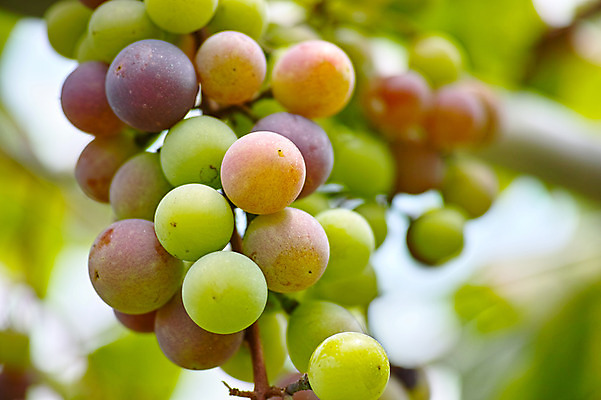 포토 JPG 주간 열매 과일 자연 포도 사람없음 야외 아웃포커스 과수원 과일나무 포도나무 제철 제철과일 국내포토 자연요소 나무 식물 농업 촬영기법 생태계 파일형식