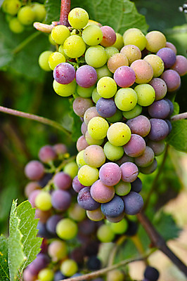 포토 JPG 주간 열매 과일 자연 포도 사람없음 야외 아웃포커스 과수원 과일나무 포도나무 제철 제철과일 국내포토 자연요소 나무 식물 농업 촬영기법 생태계 파일형식