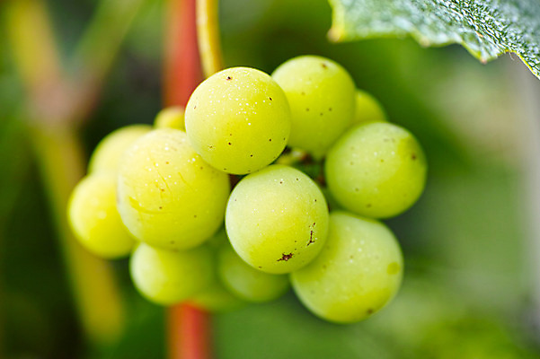 포토 JPG 주간 열매 과일 자연 포도 사람없음 야외 아웃포커스 과수원 과일나무 청포도 포도나무 제철 제철과일 국내포토 자연요소 나무 식물 농업 촬영기법 생태계 파일형식