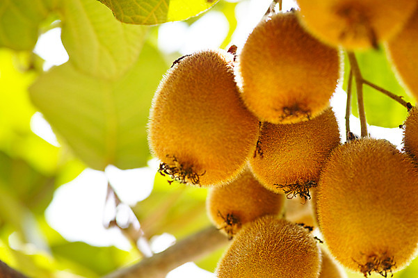 포토 JPG 주간 열매 과일 자연 키위 사람없음 야외 아웃포커스 과수원 과일나무 국내포토 자연요소 나무 식물 농업 촬영기법 생태계 파일형식