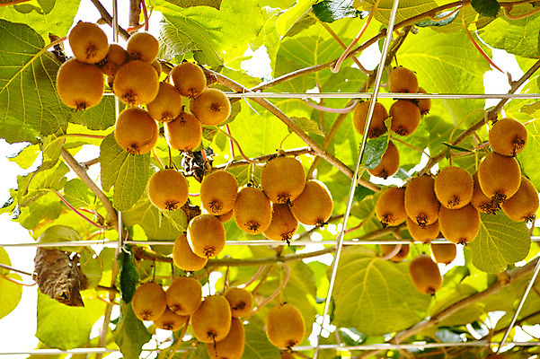 포토 JPG 주간 열매 과일 자연 키위 사람없음 야외 과수원 과일나무 국내포토 자연요소 나무 식물 농업 생태계 파일형식
