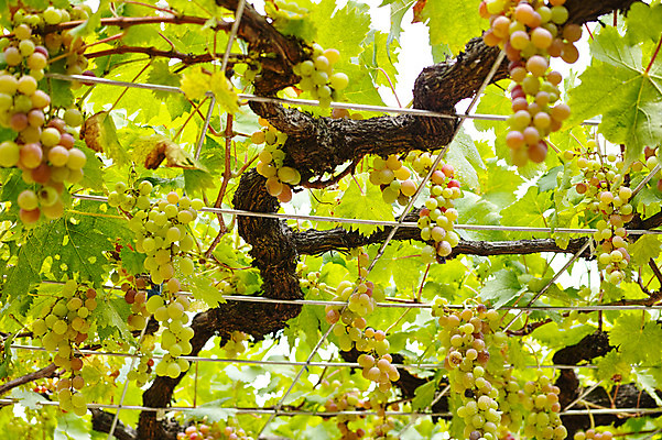 포토 JPG 주간 열매 과일 자연 포도 사람없음 야외 과수원 과일나무 포도나무 제철 제철과일 국내포토 자연요소 나무 식물 농업 생태계 파일형식