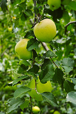 포토 JPG 주간 열매 과일 자연 나뭇잎 사람없음 야외 아웃포커스 나뭇가지 사과 과수원 과일나무 청사과 사과나무 국내포토 자연요소 나무 식물 잎 농업 촬영기법 생태계 파일형식