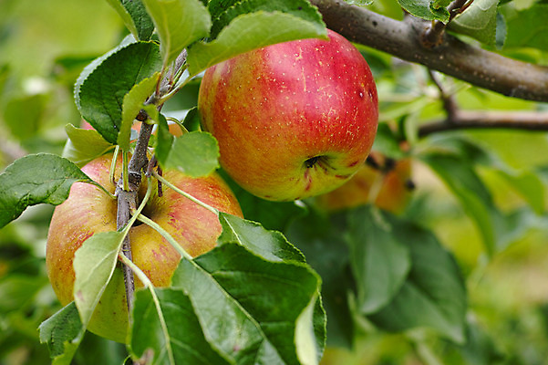 포토 JPG 주간 열매 자연 나뭇잎 사람없음 야외 아웃포커스 나뭇가지 사과 과수원 과일나무 사과나무 국내포토 자연요소 나무 식물 잎 농업 과일 촬영기법 생태계 파일형식