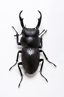 포토 JPG 한마리 곤충 절지류 실내 사람없음 딱정벌레 장수풍뎅이 국내포토 동물 1 내부 파일형식