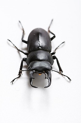 포토 JPG 한마리 곤충 절지류 실내 사람없음 딱정벌레 장수풍뎅이 국내포토 동물 1 내부 파일형식