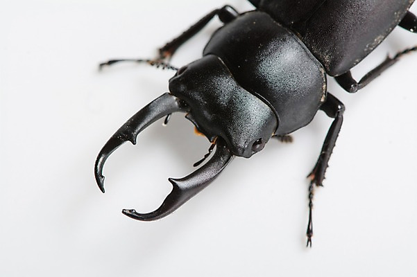포토 JPG 한마리 곤충 절지류 실내 사람없음 딱정벌레 장수풍뎅이 국내포토 동물 1 내부 파일형식