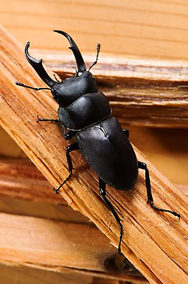 포토 JPG 한마리 곤충 절지류 실내 사람없음 목재 딱정벌레 장수풍뎅이 국내포토 나무 동물 1 재료 내부 파일형식