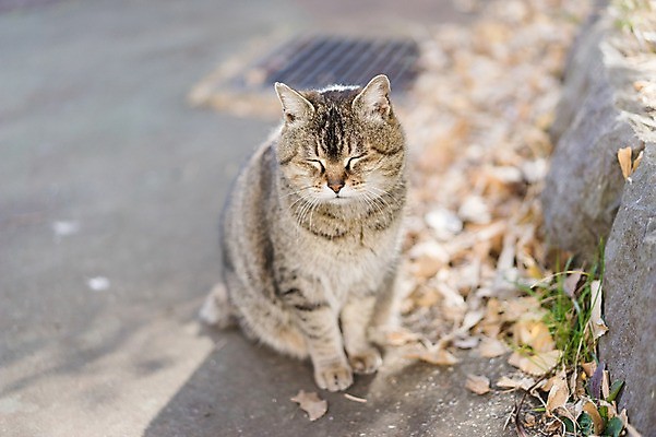 포토 JPG 주간 한마리 사람없음 야외 아웃포커스 눈감음 고양이 길고양이 동물라이프 반려 국내포토 자연요소 동물 1 라이프스타일 포유류 모션 촬영기법 반려동물 파일형식