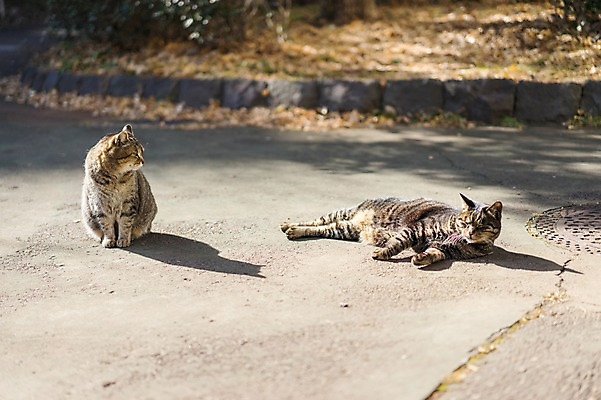 포토 JPG 주간 두마리 사람없음 야외 눕기 고양이 길고양이 동물라이프 반려 국내포토 자연요소 동물 라이프스타일 2 포유류 모션 반려동물 파일형식