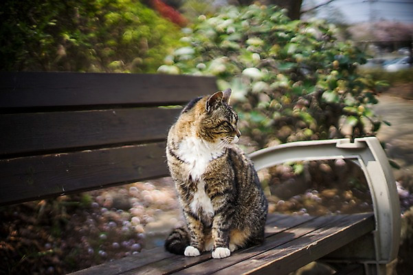 포토 JPG 주간 한마리 벤치 사람없음 야외 아웃포커스 고양이 길고양이 동물라이프 반려 국내포토 자연요소 동물 1 라이프스타일 의자 포유류 촬영기법 반려동물 파일형식
