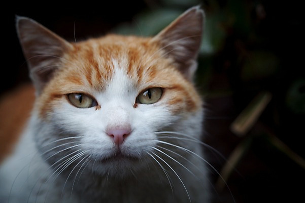 포토 JPG 주간 한마리 사람없음 야외 아웃포커스 고양이 길고양이 동물라이프 반려 국내포토 자연요소 동물 1 라이프스타일 포유류 촬영기법 반려동물 파일형식