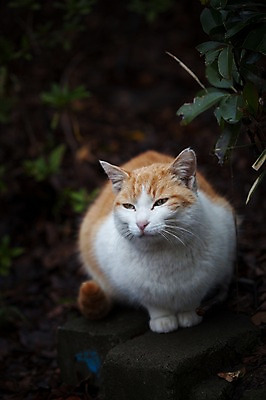 포토 JPG 주간 한마리 사람없음 야외 아웃포커스 고양이 길고양이 동물라이프 반려 국내포토 자연요소 동물 1 라이프스타일 포유류 촬영기법 반려동물 파일형식