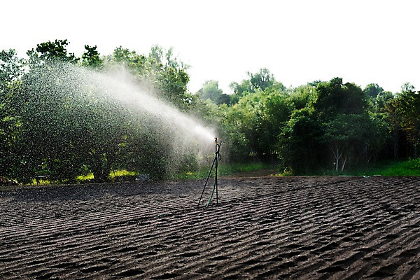 포토 JPG 주간 나무 밭 사람없음 야외 농경지 일본 뿌리기 물뿌리기 스프링쿨러 국내포토 자연요소 식물 아시아 농업 모션 농장 파일형식